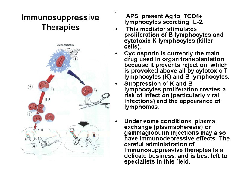 Immunosuppressive Therapies    APS  present Ag to  TCD4+ lymphocytes secreting